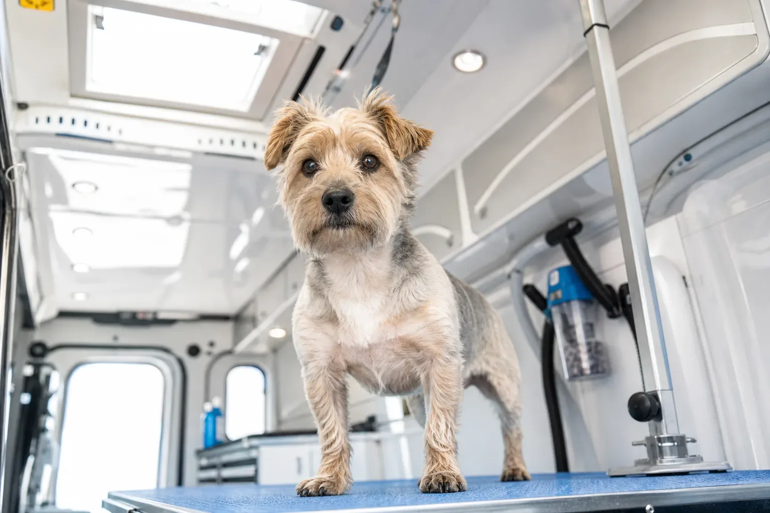 A small terrier stands on a blue grooming table inside a white van fitted with ceiling lights and shelving