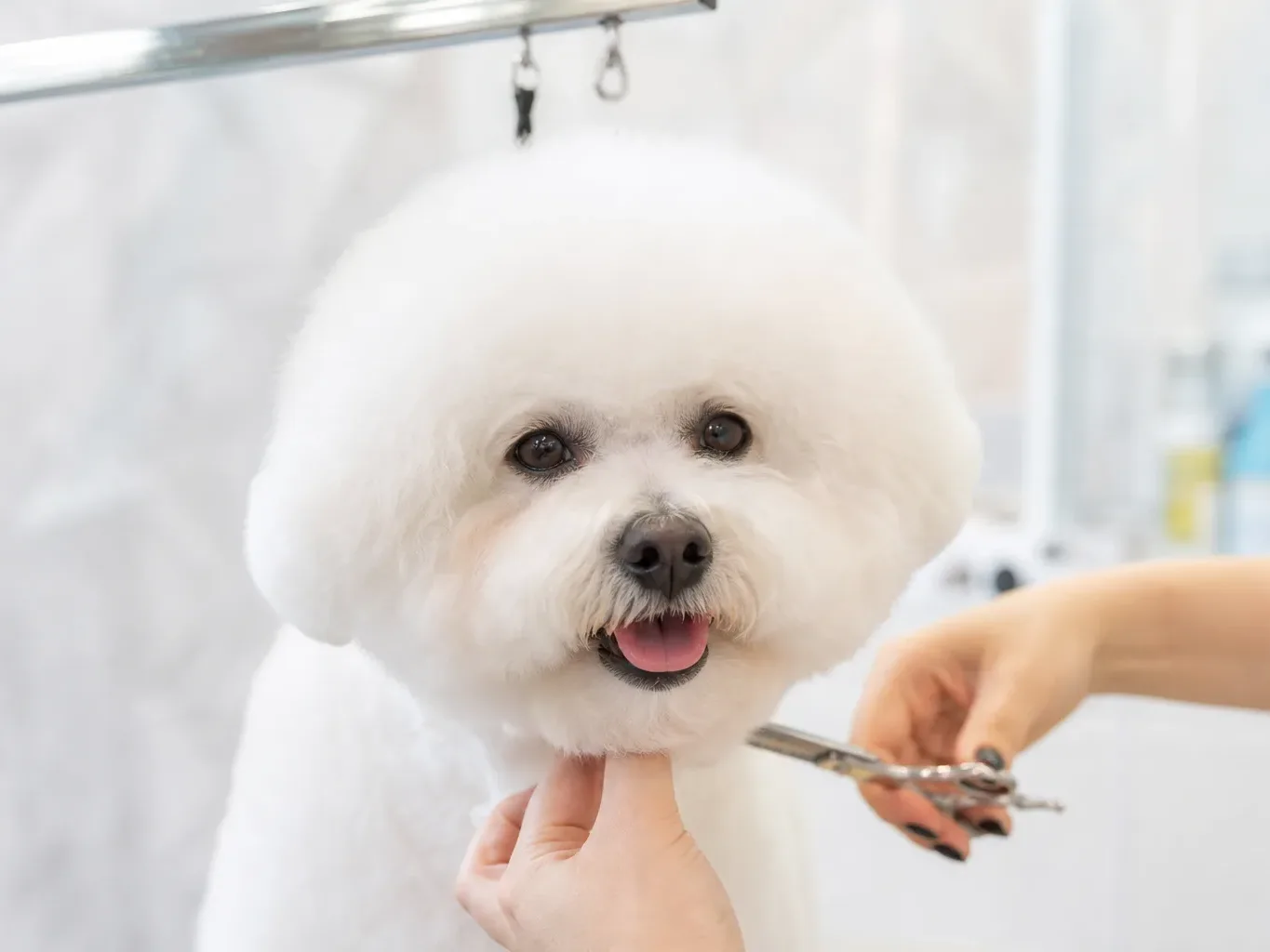 A white Bichon Frise with freshly groomed fluffy fur sits on a grooming table while a person trims around its chin with scissors