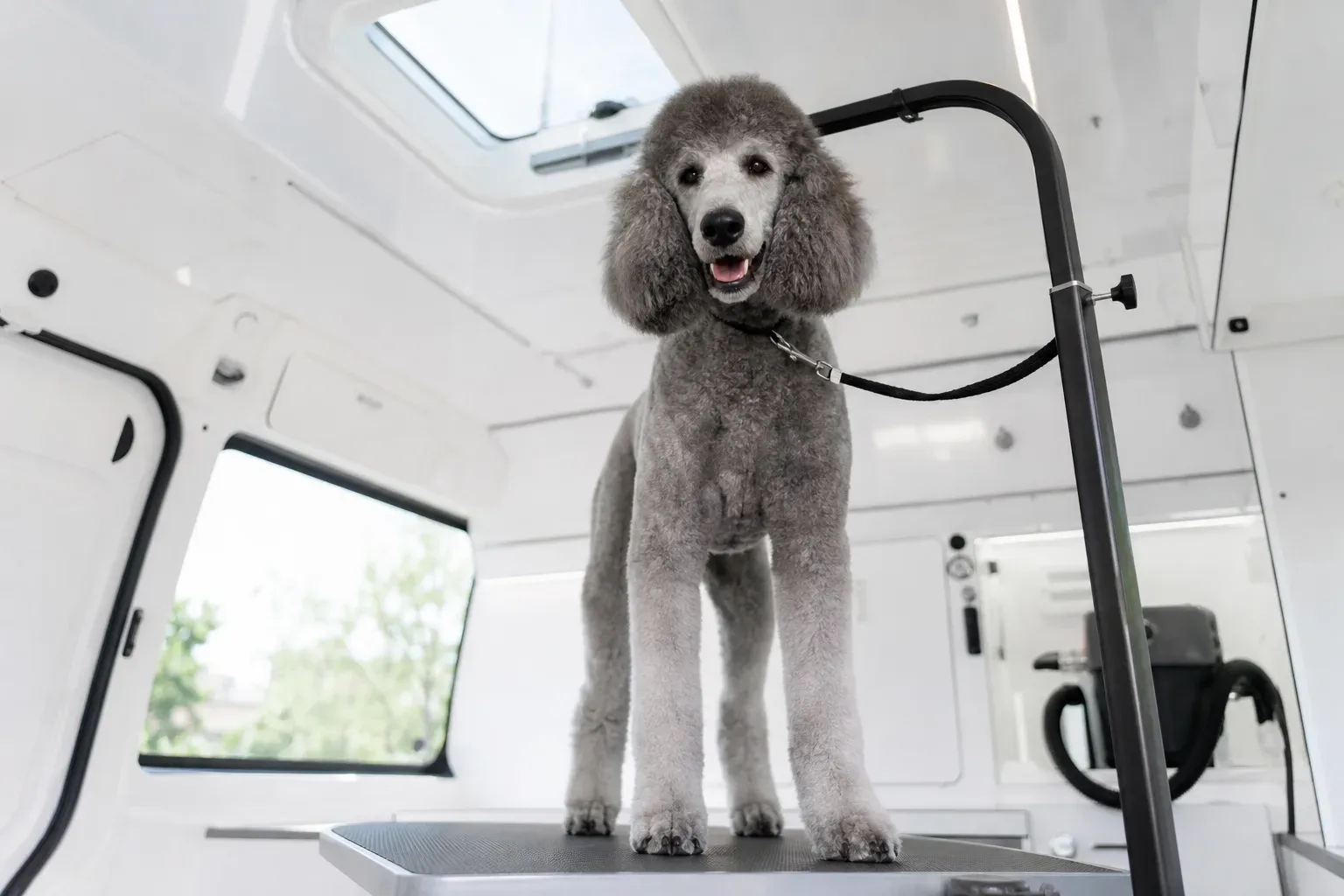 A silver Standard Poodle stands on a grooming table inside a white mobile grooming van, attached to a grooming arm by a lead