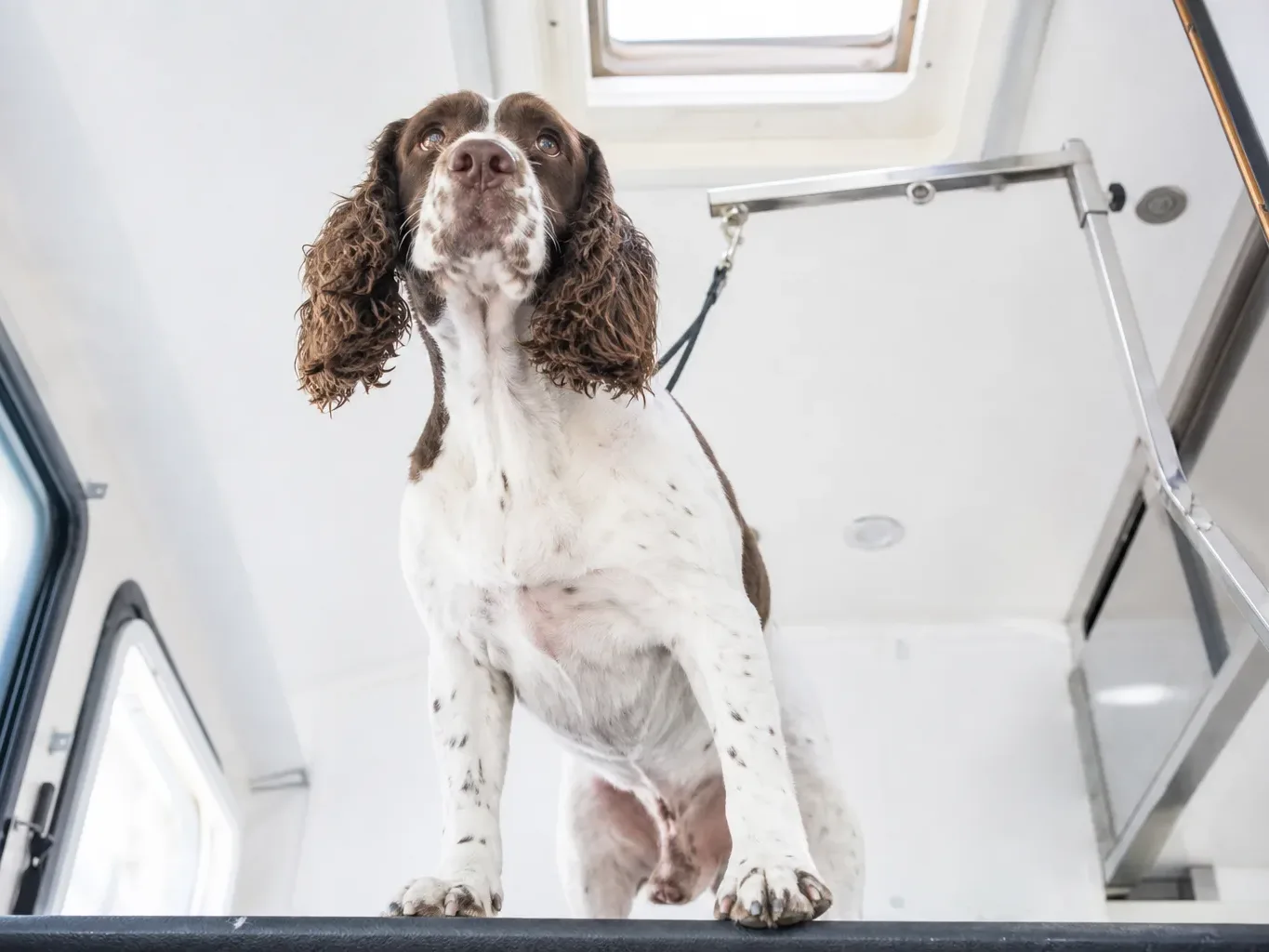 A brown-and-white Spaniel stands on a grooming table inside a van, viewed from below, with a grooming arm and lead visible above