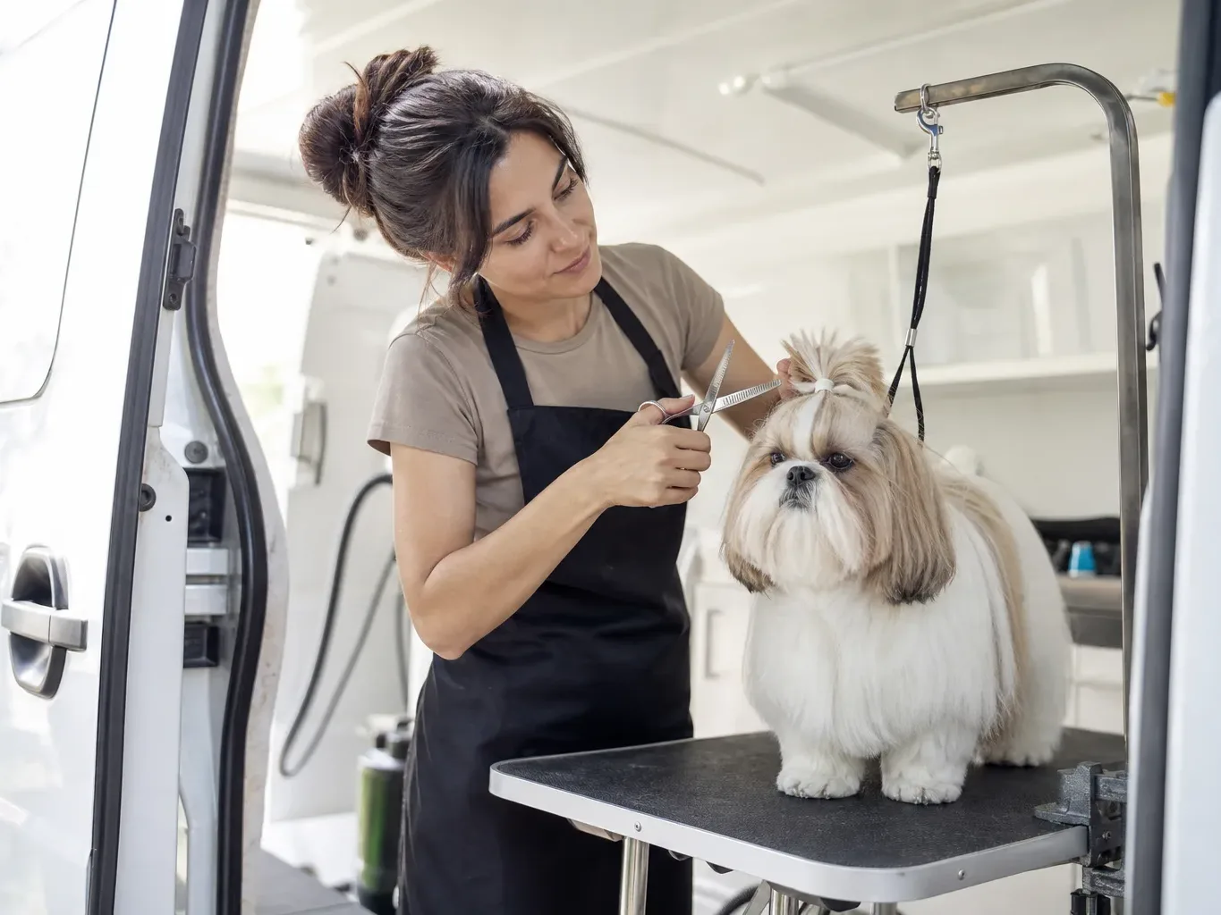 A groomer in a black apron trims the topknot of a Shih Tzu standing on a grooming table inside a mobile van, the dog's lead clipped to the grooming arm.