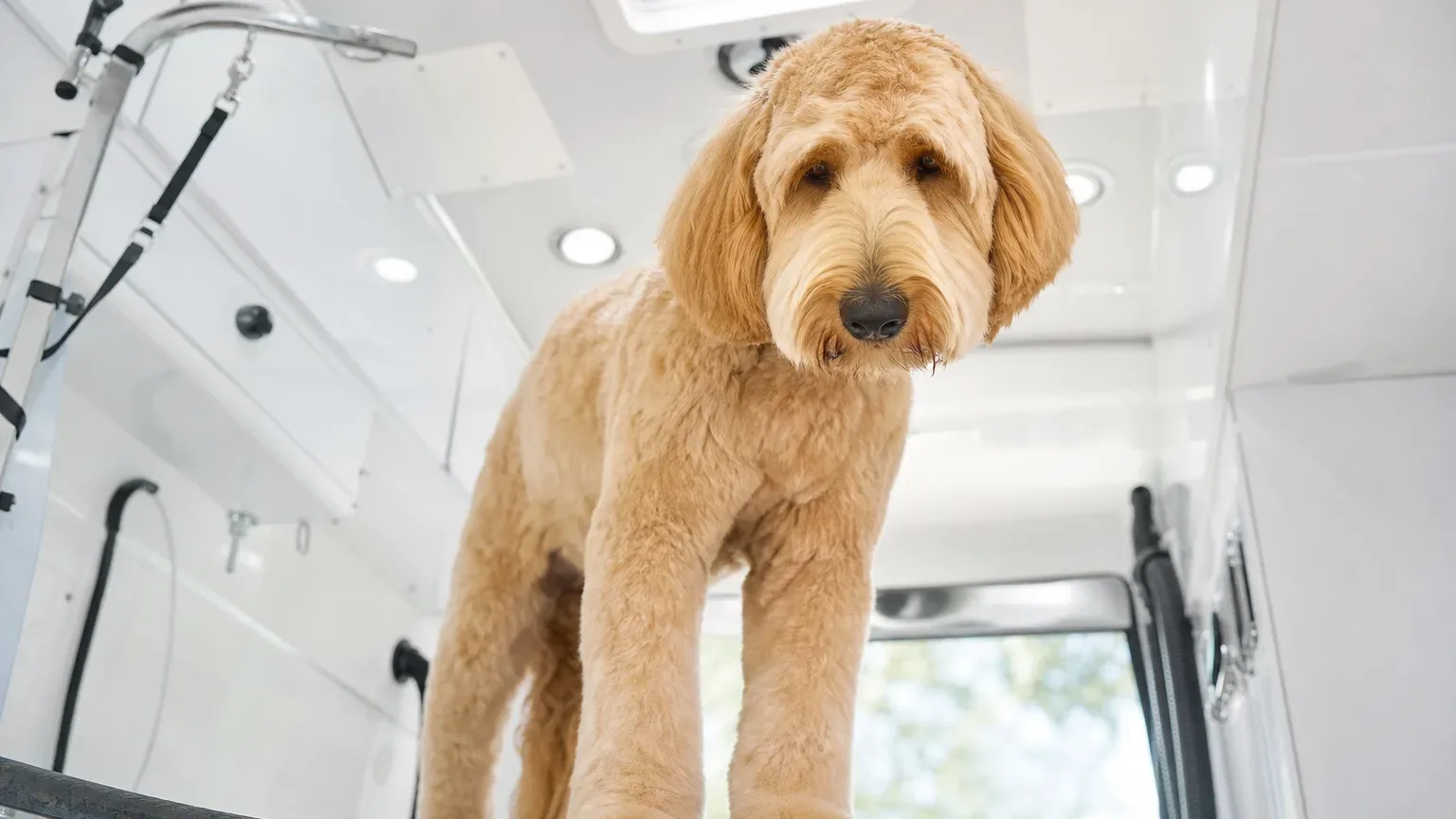 A golden Doodle stands on a grooming table inside a white mobile grooming van, looking downward from a low-angle view showing the van's lit ceiling and built-in fittings